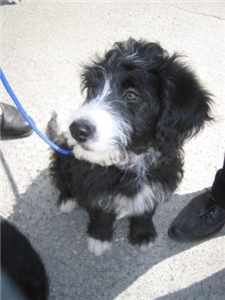 17. mai i Hvitsten 2009